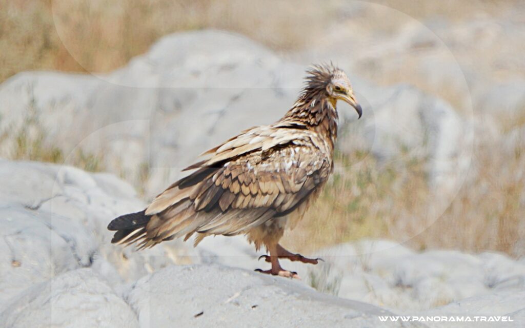 OMAN RAPTORS MASS MIGRATION