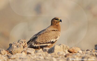 RAPTORS OF OMAN