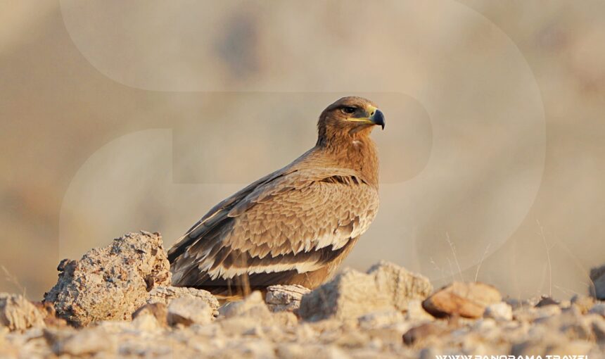 RAPTORS OF OMAN