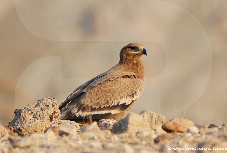Oman Birdwatching Raptor Booklet
