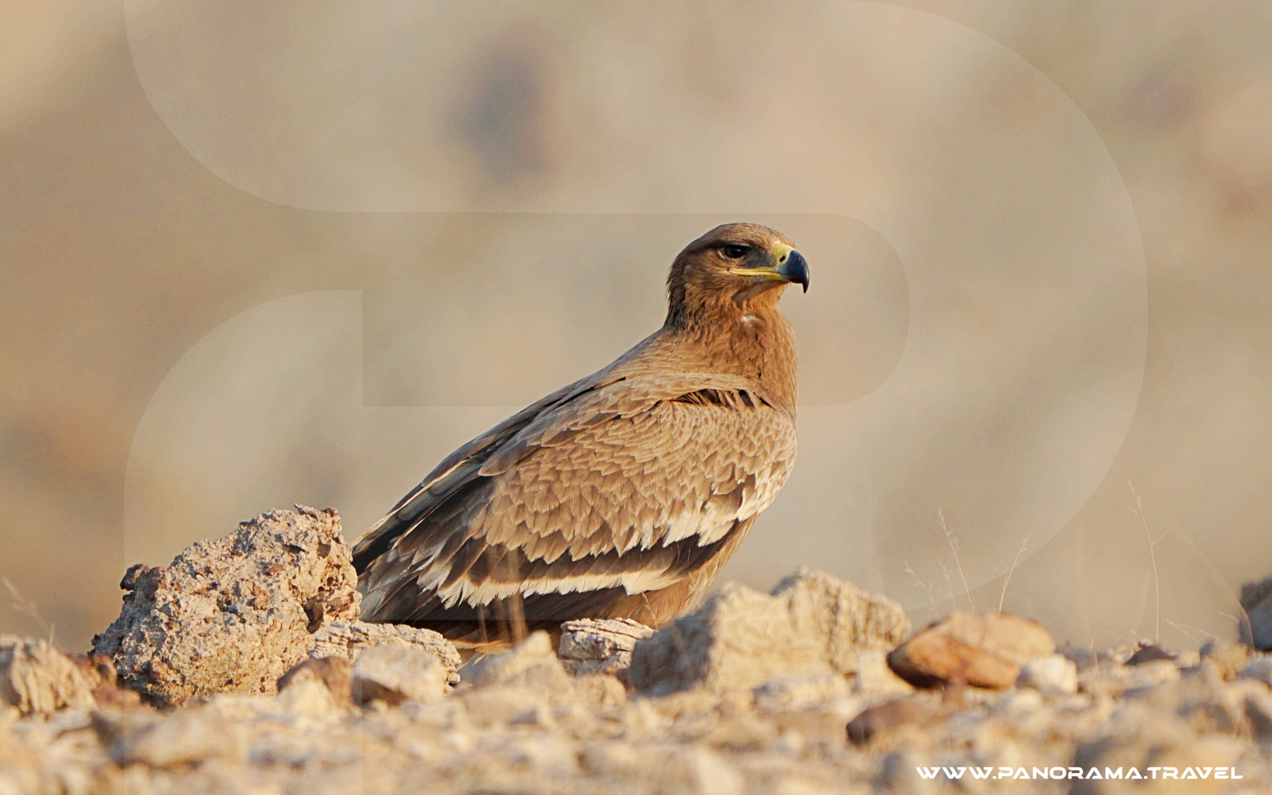 Oman Birdwatching Raptor Booklet