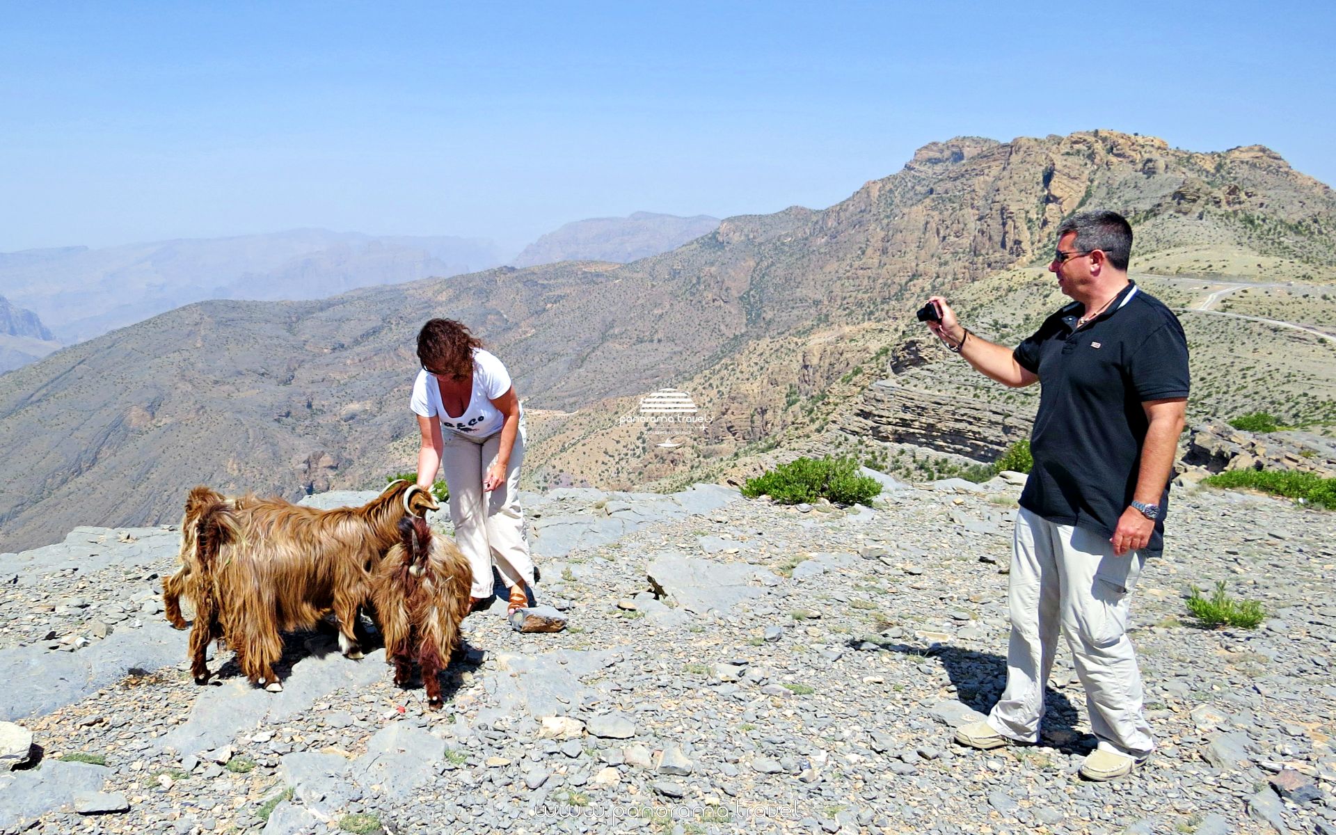 ANIMALS IN OMAN