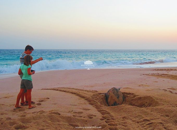Ras Al Hadd Overnight - Watch Green Turtles Nesting