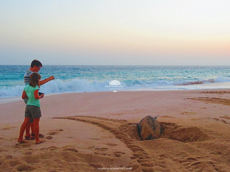 Ras Al Hadd Overnight - Watch Green Turtles Nesting