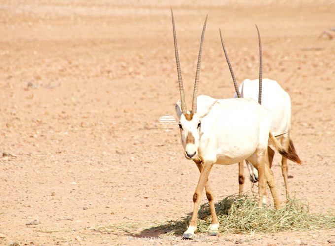 Jaaluni The White Oryx Reserve