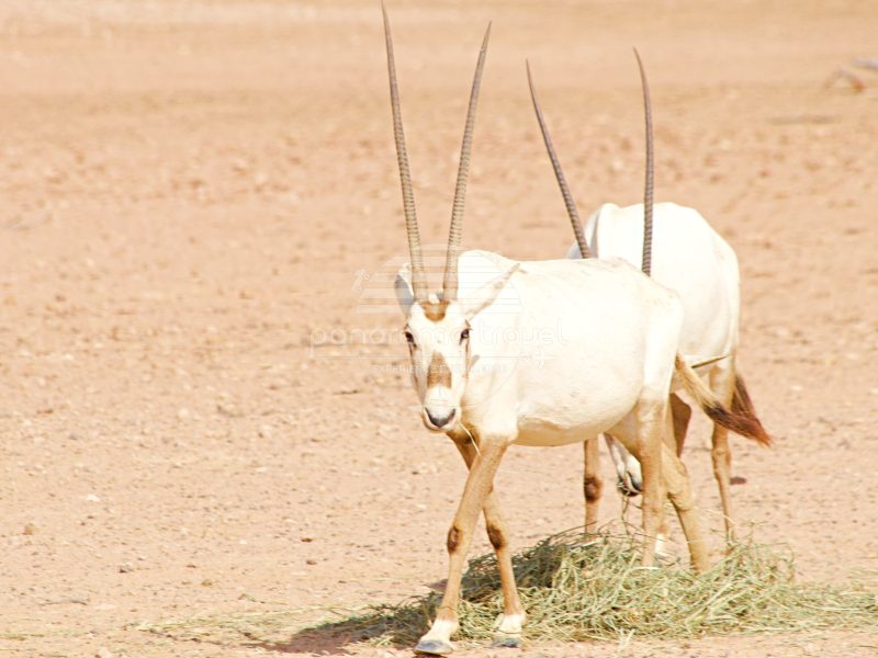 Oman Wildlife Tour