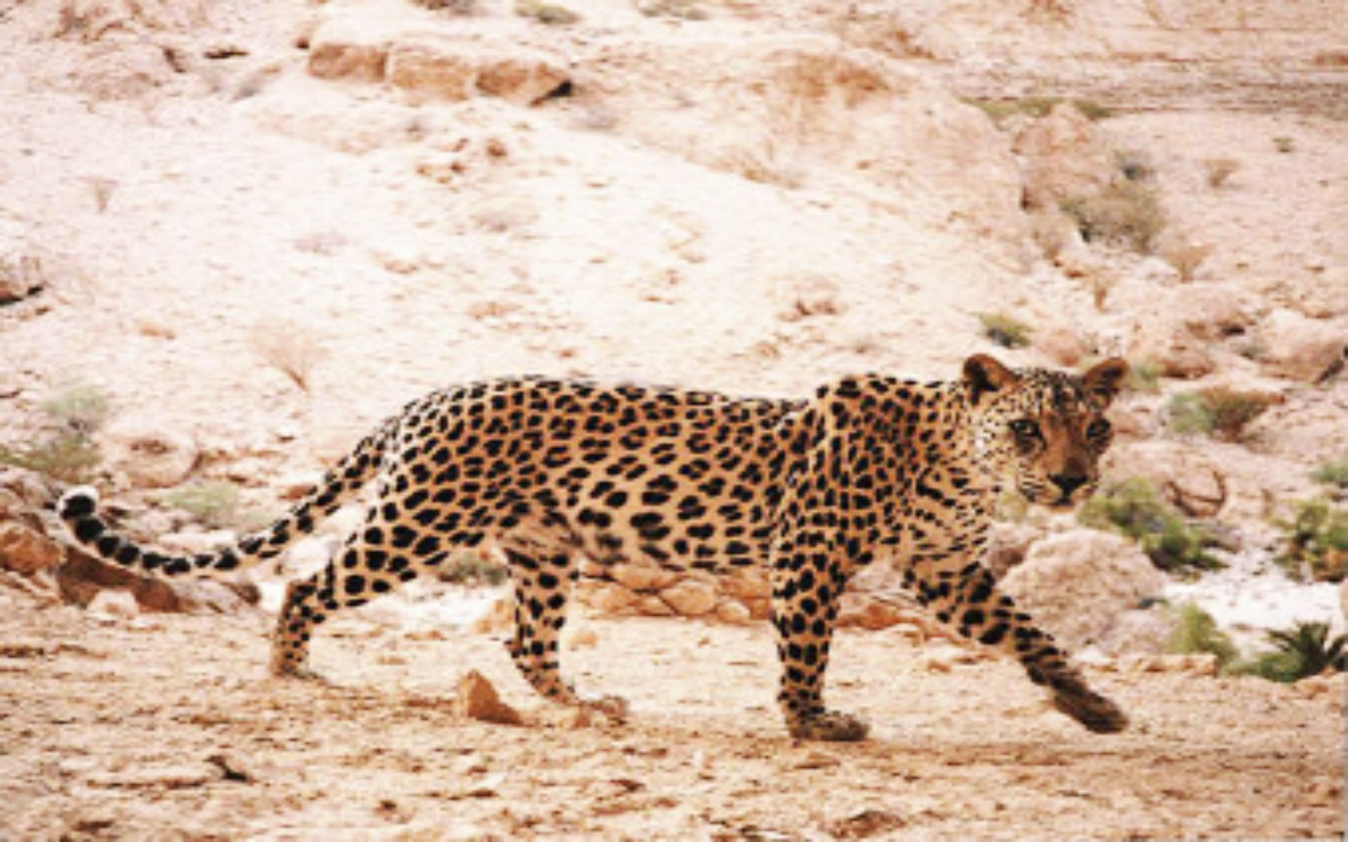 The Arabian Leopard1