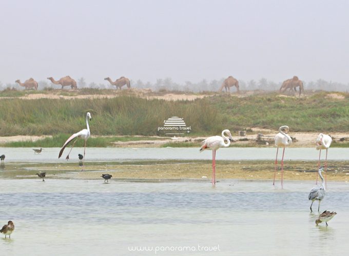 This Dhofar birdwatching tour