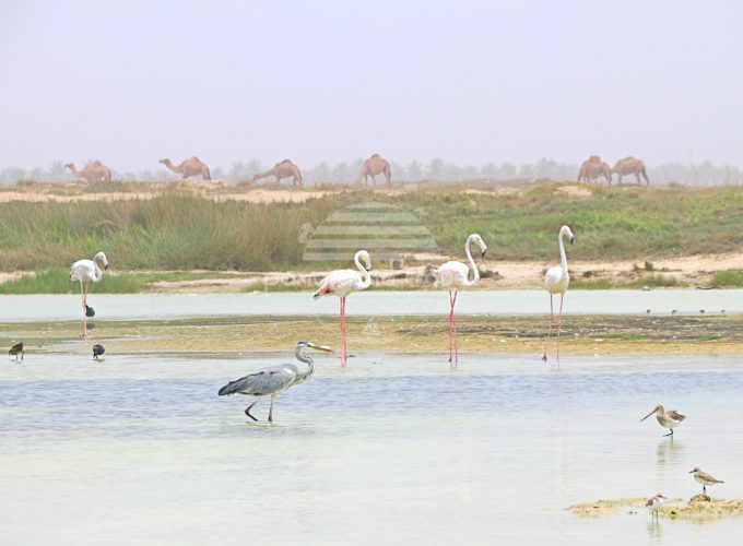 Dhofar Birdwatching Tour