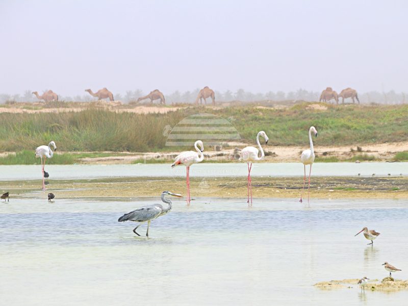 SALALAH BIRDING ADVENTURE