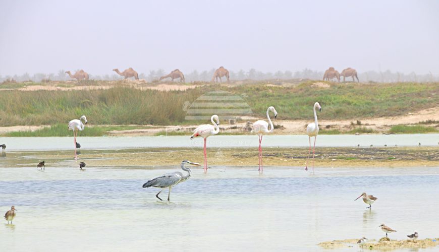 SALALAH BIRDING ADVENTURE