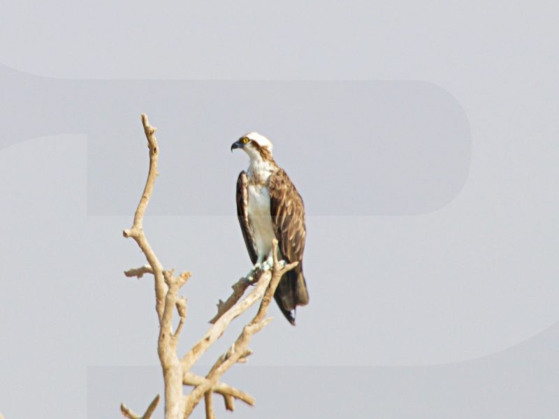 Oman Birdwatching Trip