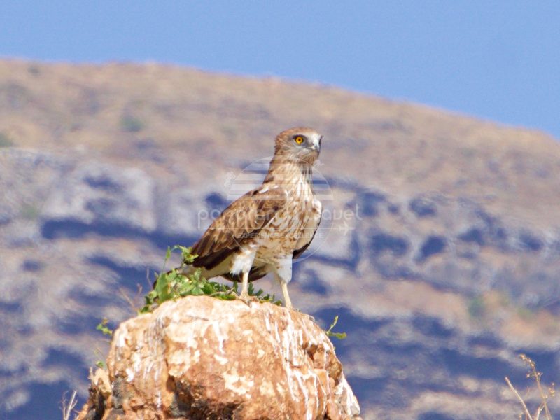 OMAN BIRDWATCHING TRIP