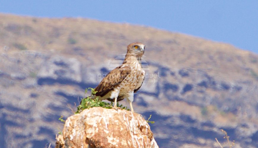 OMAN BIRDWATCHING TRIP