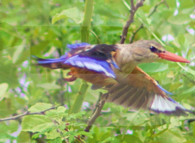 SALALAH BIRDWATCHING TOUR 101