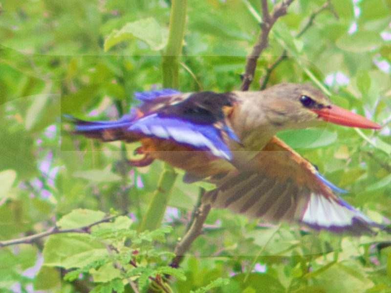 SALALAH BIRDWATCHING TOUR 101