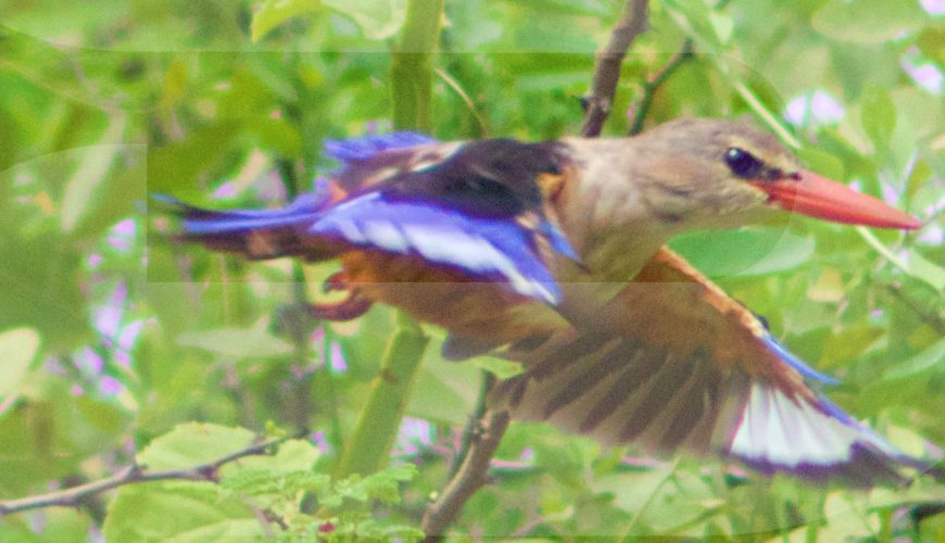 SALALAH BIRDWATCHING TOUR 101