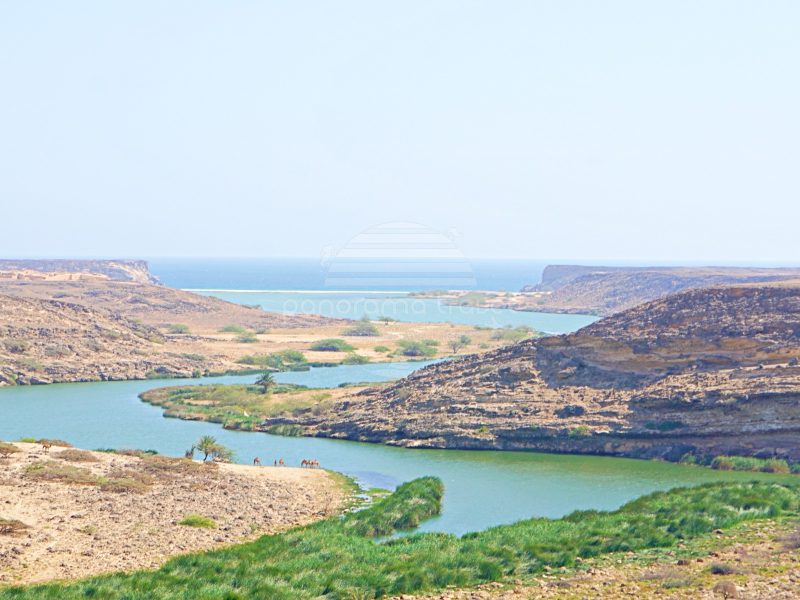 Salalah Birdwatching Tour