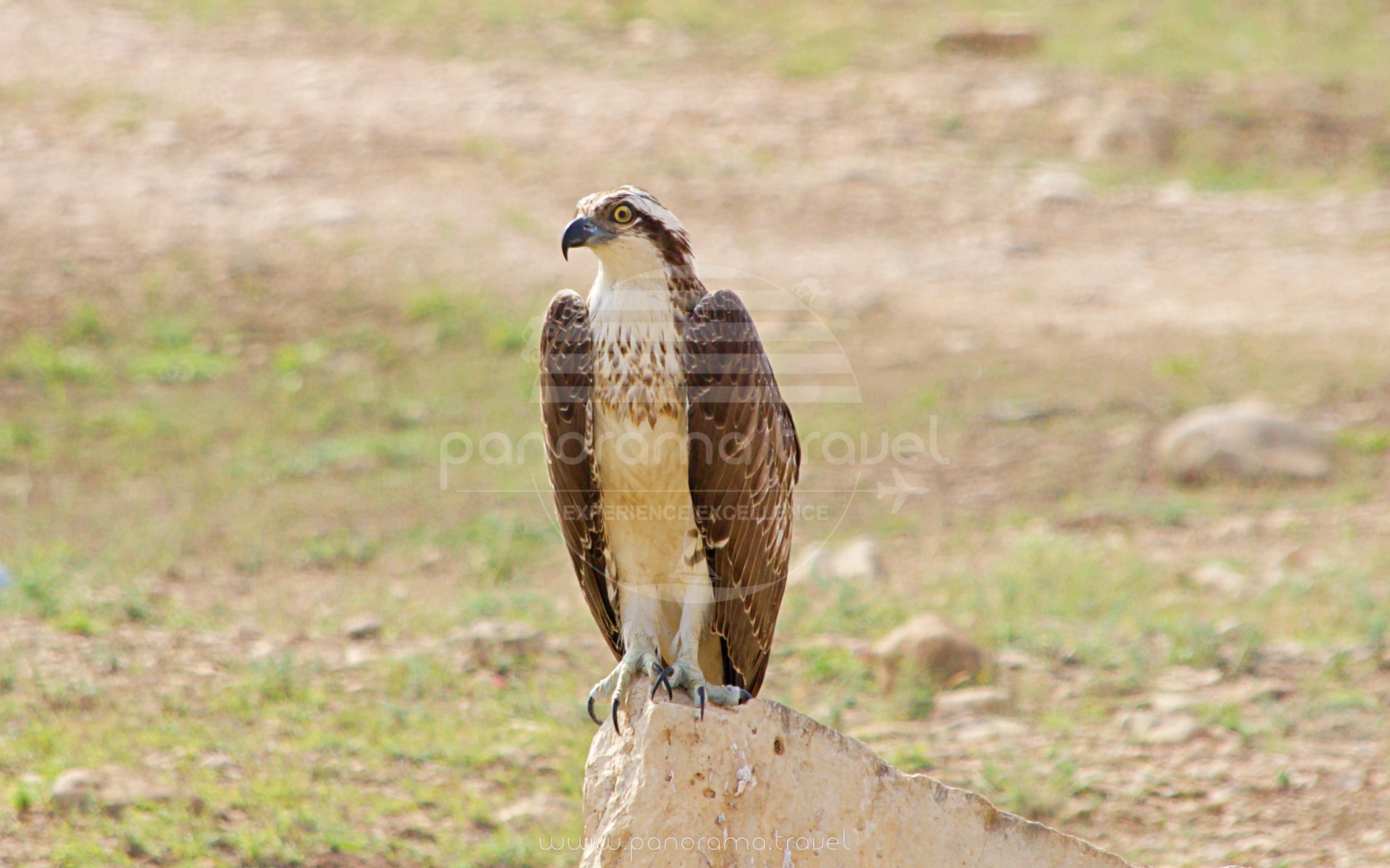 Birdwatching Oman Muscat Dhofar Salalah