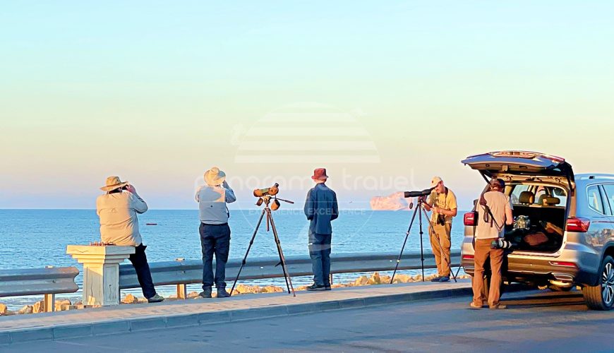 OMAN BIRDWATCHING TOUR PACKAGES