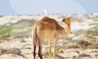 Oman Birdwatching Tour Packages
