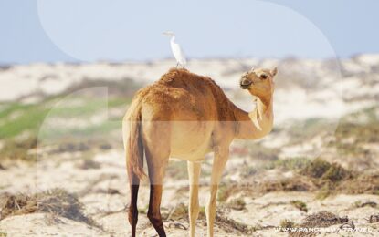 OMAN BIRDWATCHING TOUR PACKAGES 2025/26
