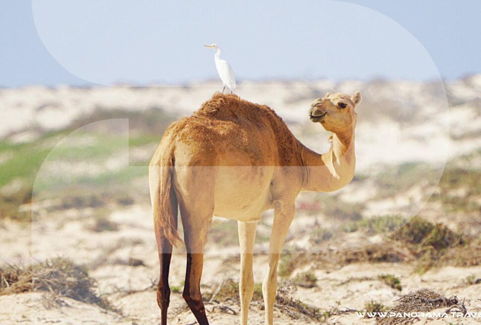 Oman Birdwatching Tour Packages