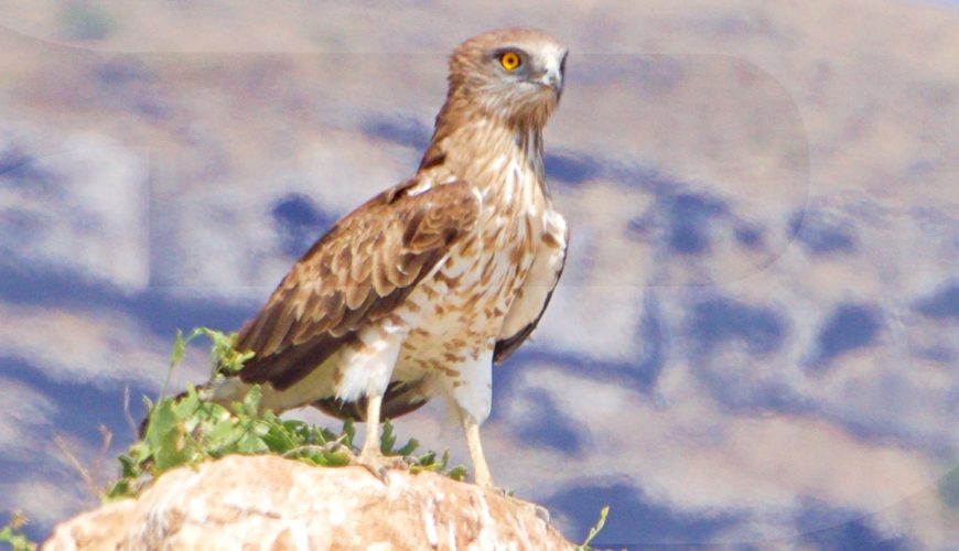 OMAN BIRDWATCHING TOUR PACKAGES 2024/25