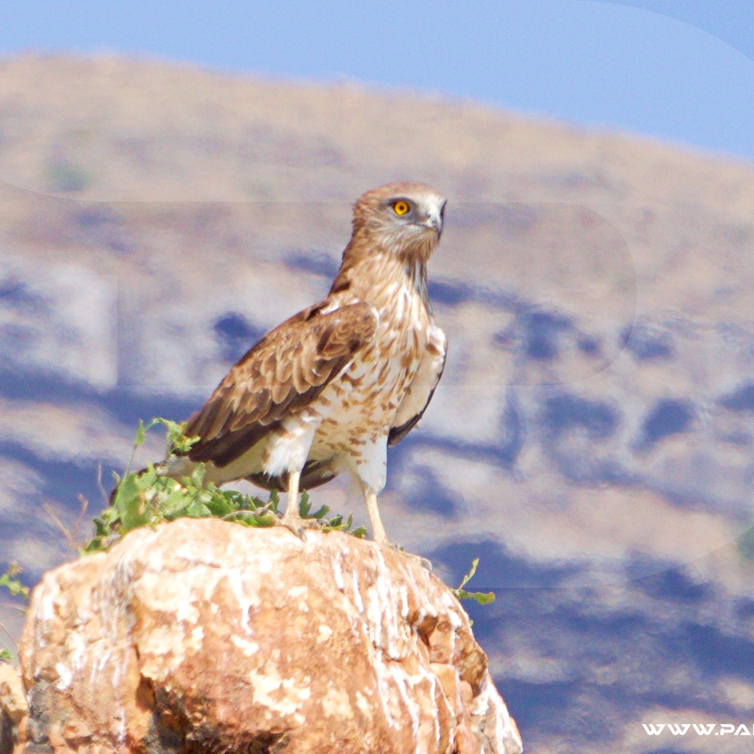 OMAN BIRDWATCHING TOUR PACKAGES 2024/25