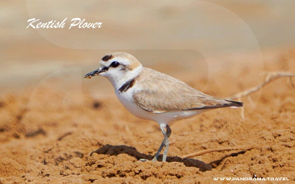 Oman Official Bird List