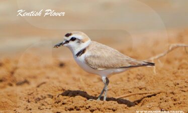 Oman Official Bird List