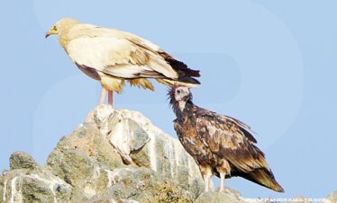 Birds Of Oman
