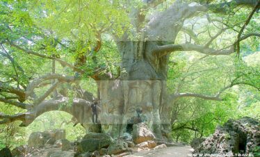 Bobab Trees Dhofar Salalah