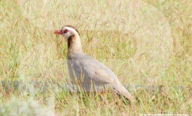 Dhofar Birdwatching Adventure