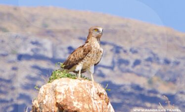 Dhofar Birdwatching Adventure
