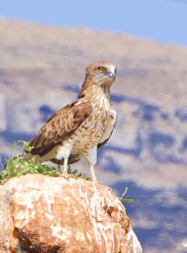 Dhofar Birdwatching Adventure