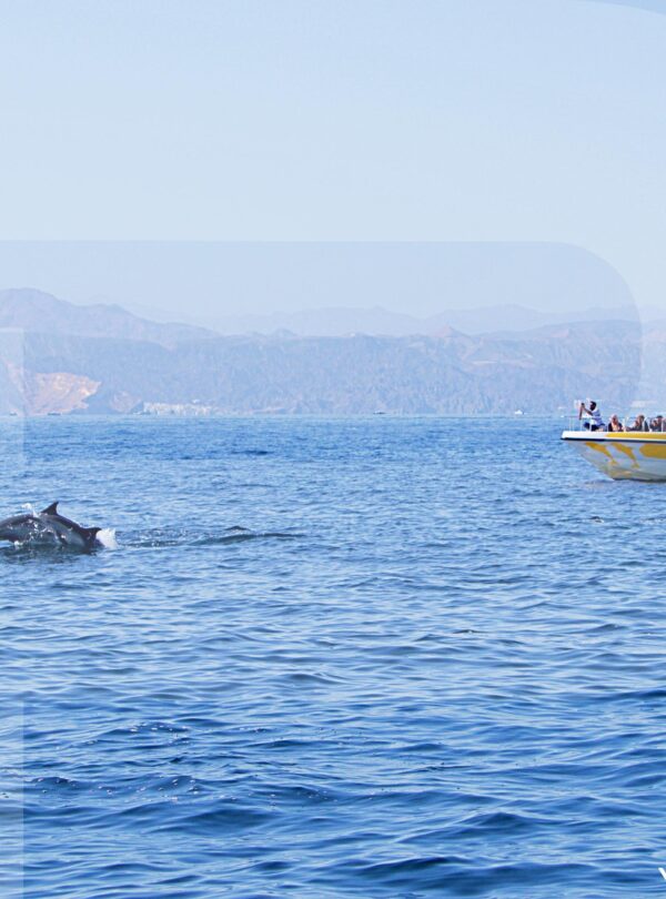 Dolphin Watching And Snorkeling Muscat