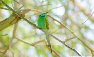 Muscat Birdwatching Tour