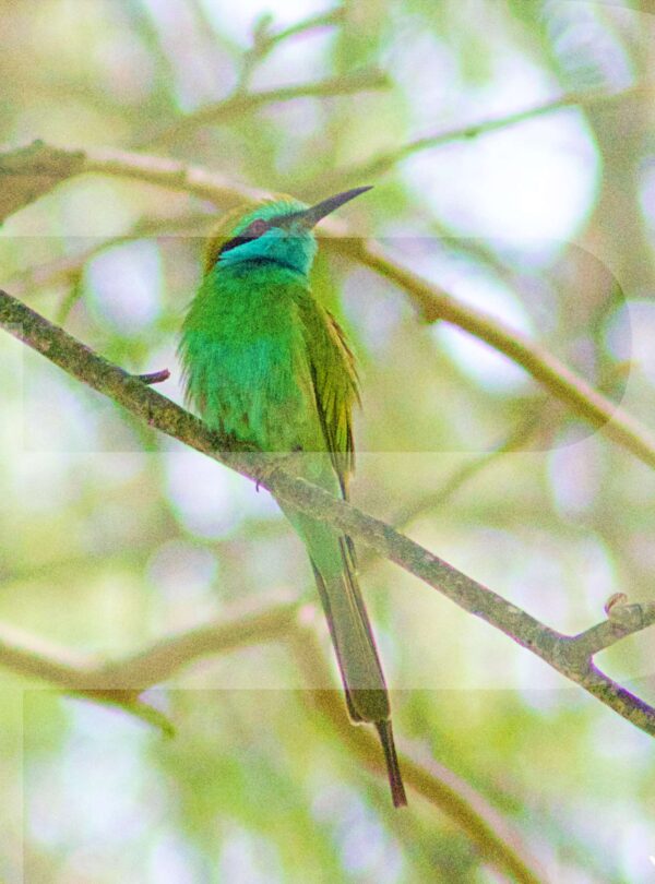 Muscat Birdwatching Tour