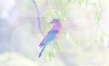 Muscat Birdwatching Tour