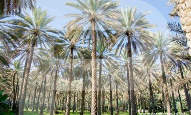 ATTACHMENT DETAILS Nakhal Oasis