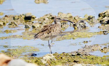 Oman Birding Adventure