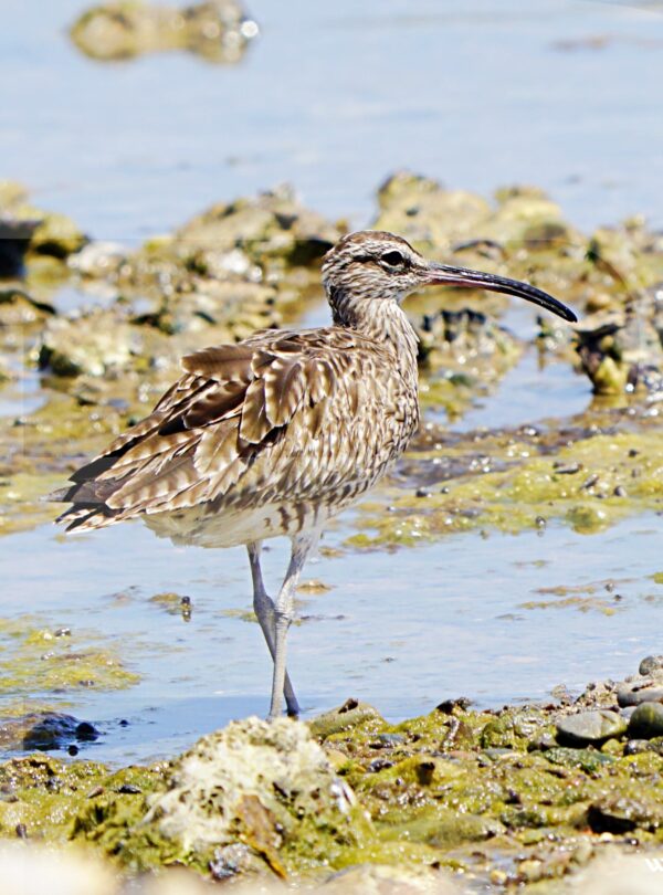 Oman Birding Adventure