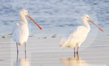 Oman Birding Adventure