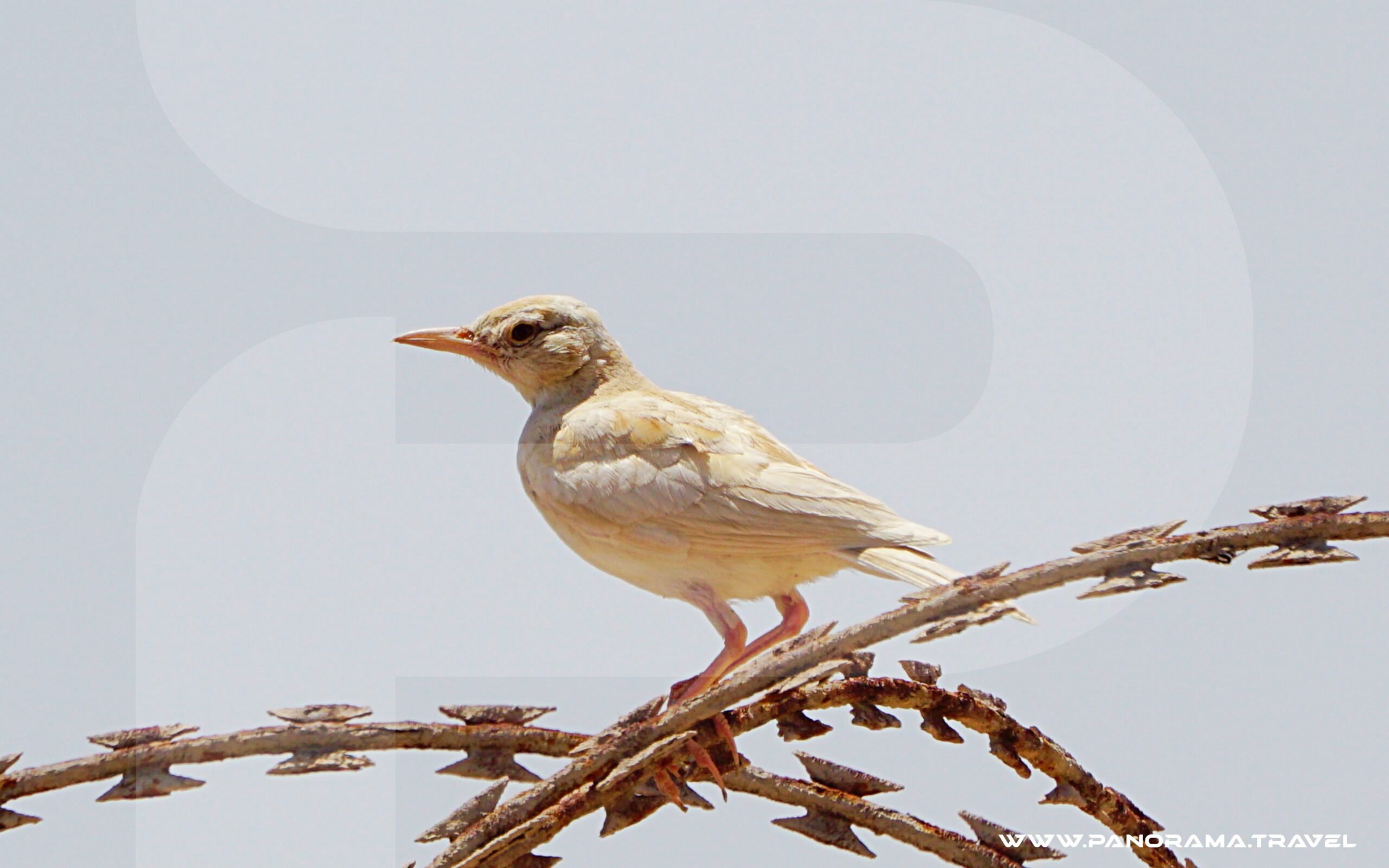 Oman Birdwatching Tour