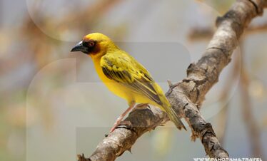 Oman Birdwatching Tour