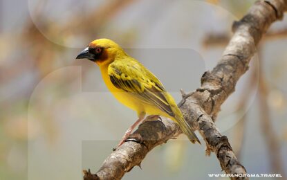WITNESS THE WONDERS OF DHOFAR’S BIRD MIGRATION SEASON