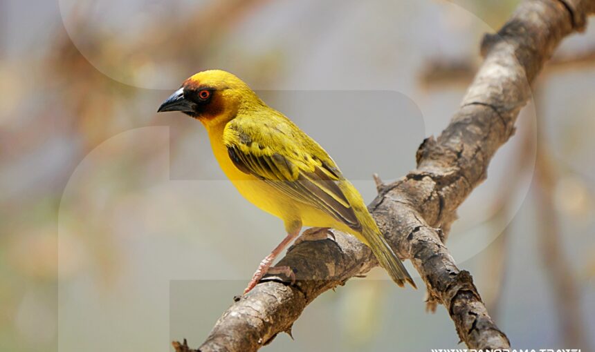 WITNESS THE WONDERS OF DHOFAR’S BIRD MIGRATION SEASON