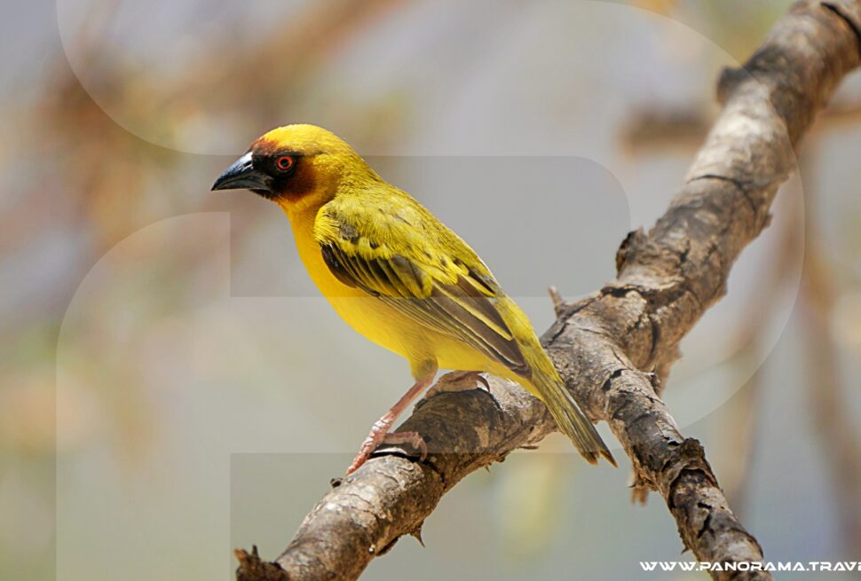 Oman Birdwatching Tour