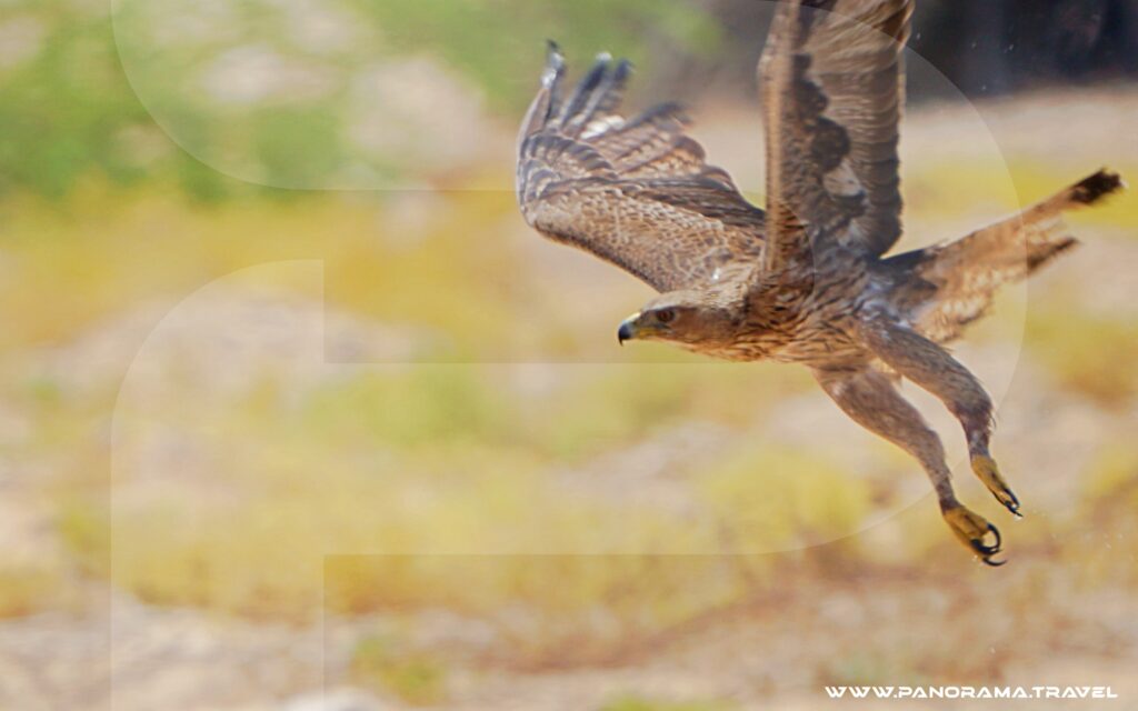 Oman Birdwatching Tour